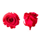 Princess rose heads