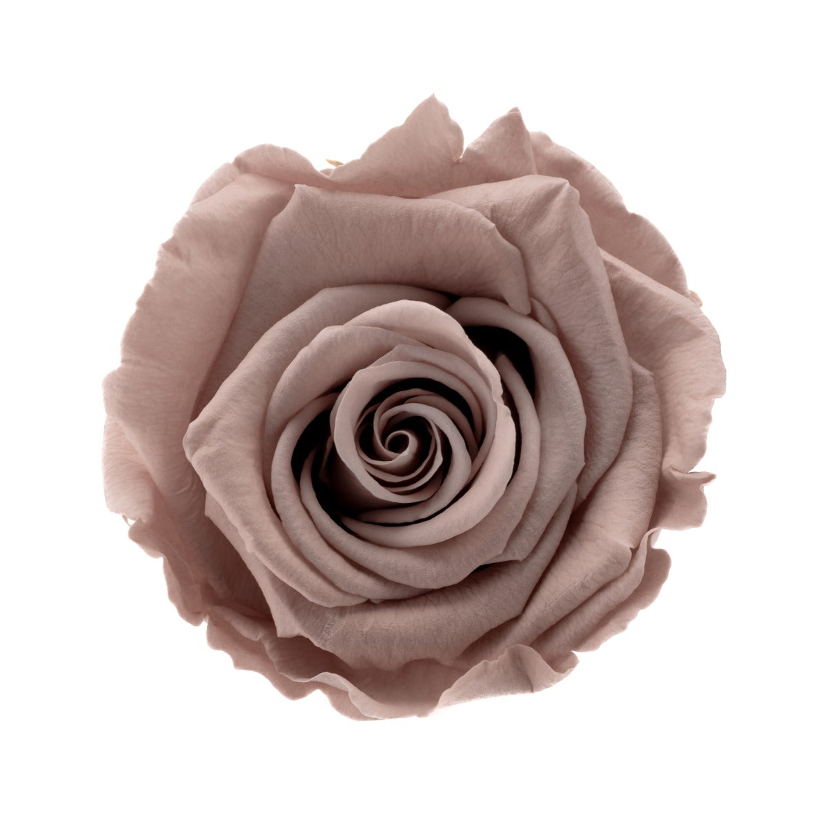 Standard Rose Heads