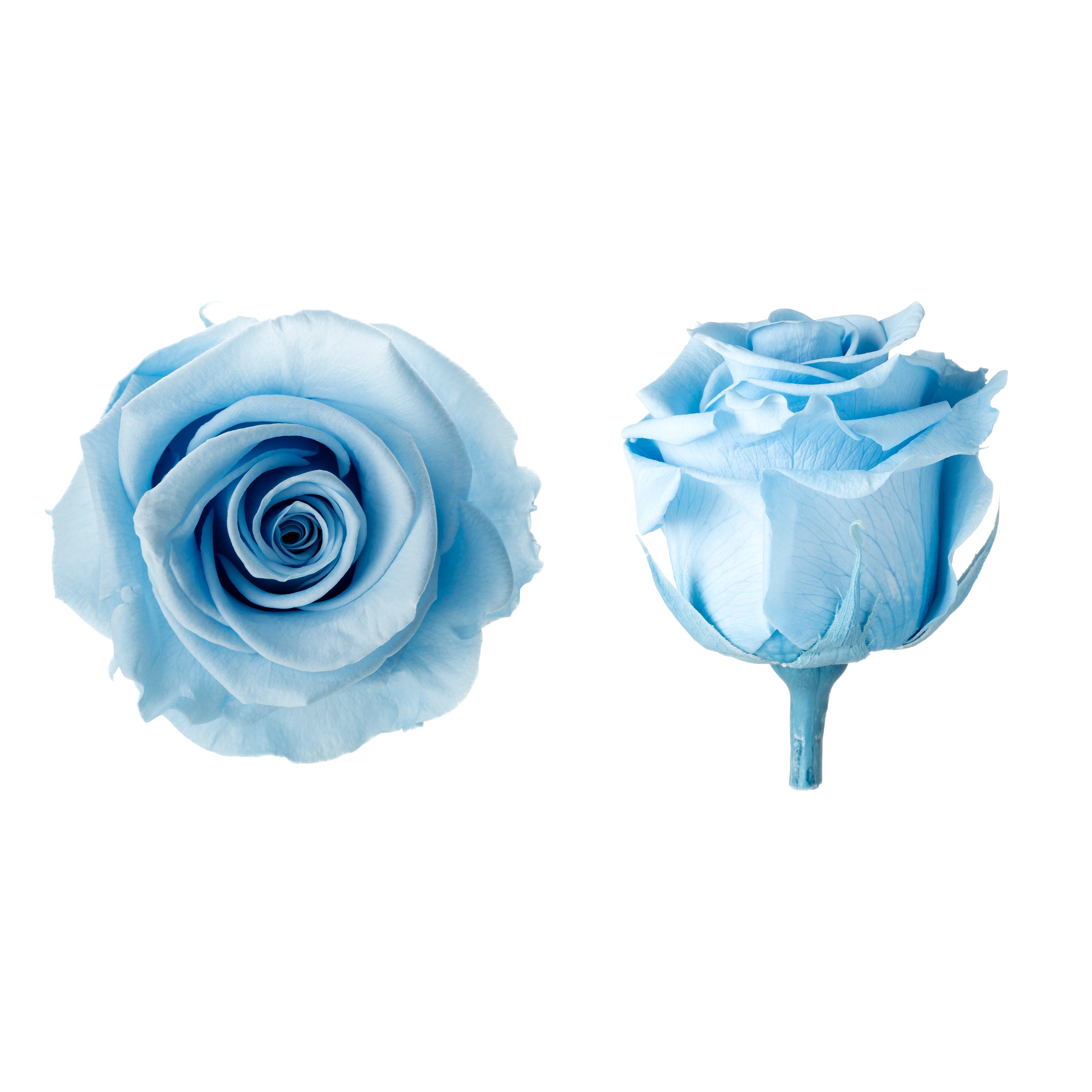 Princess rose heads