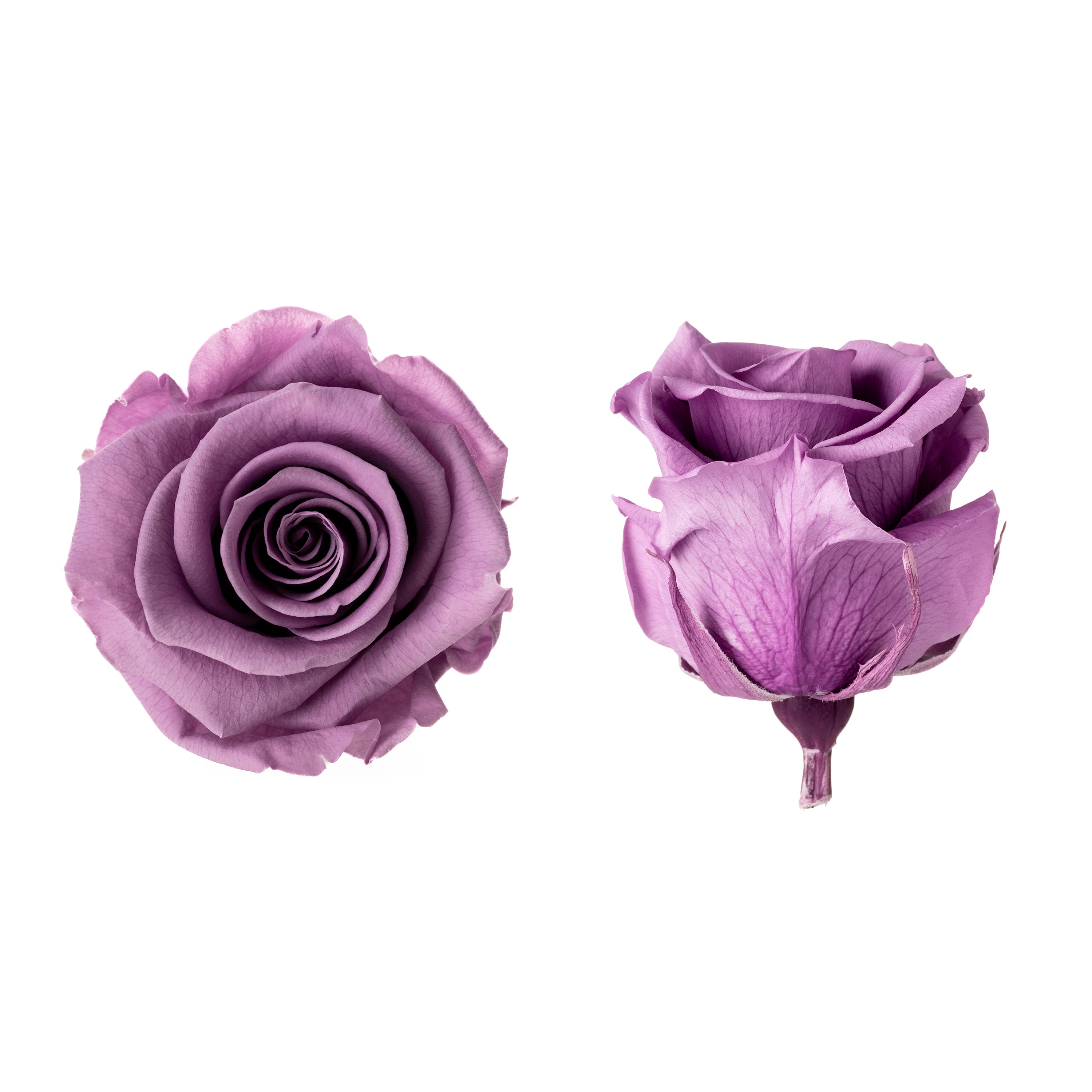 Princess rose heads