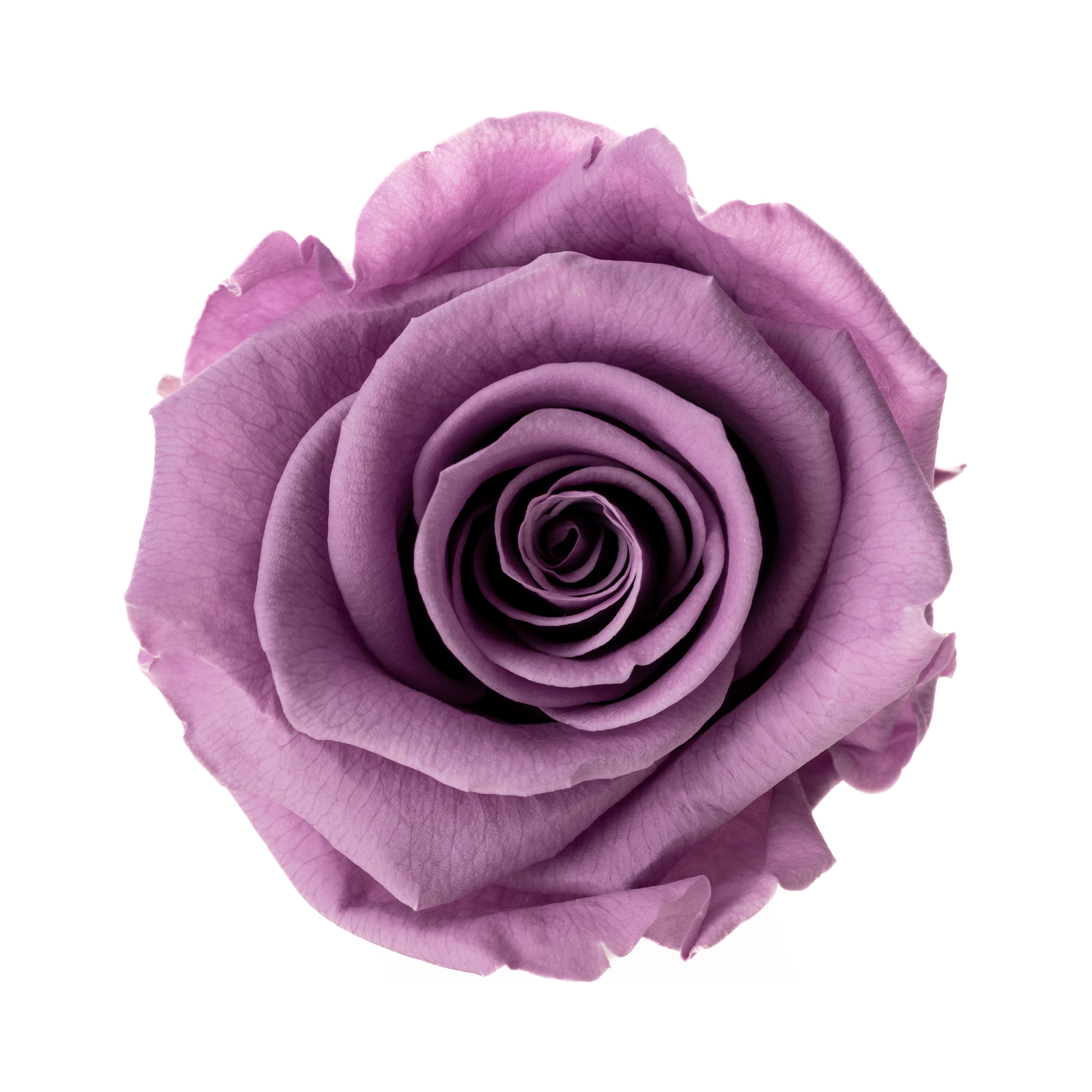 Mini rose heads