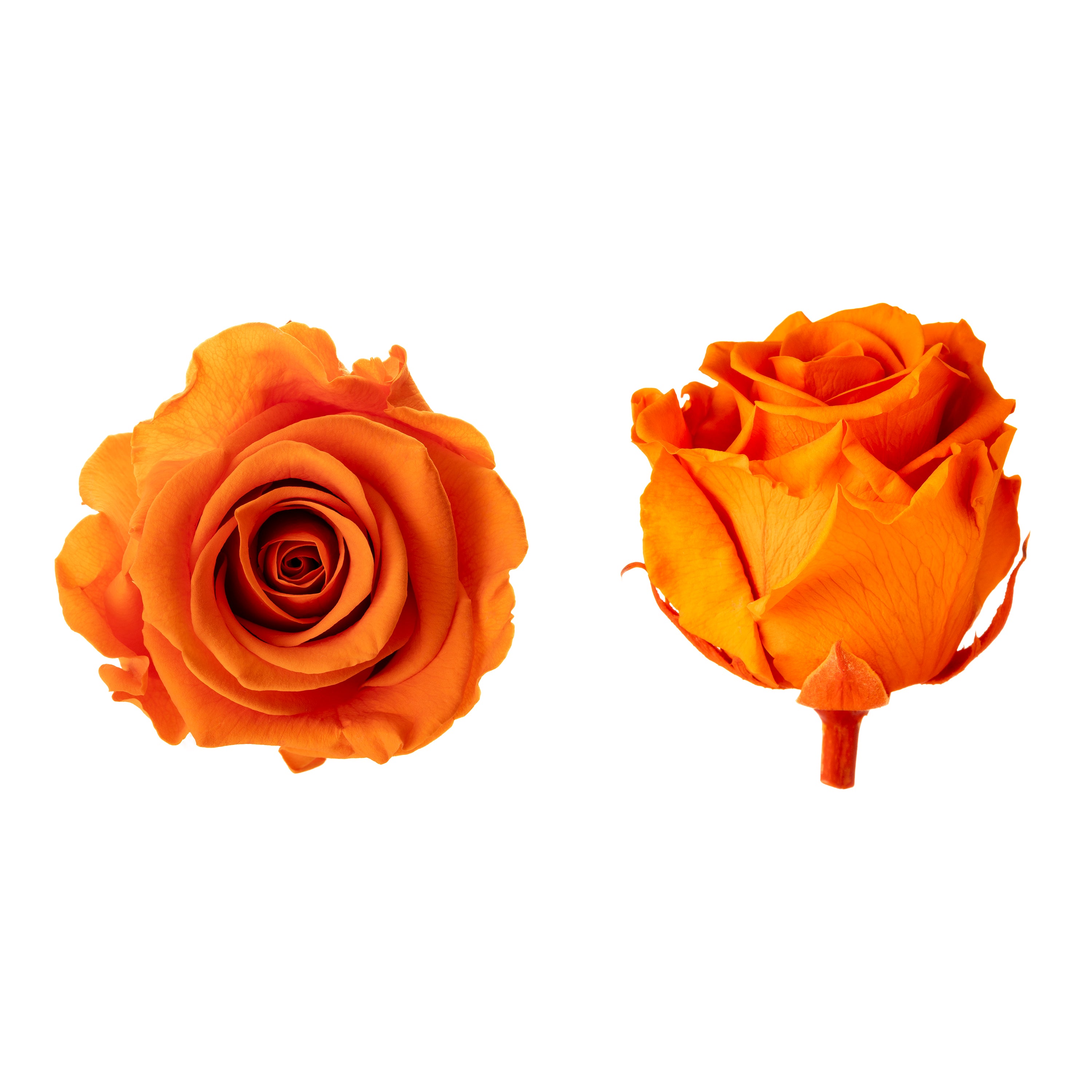Princess rose heads