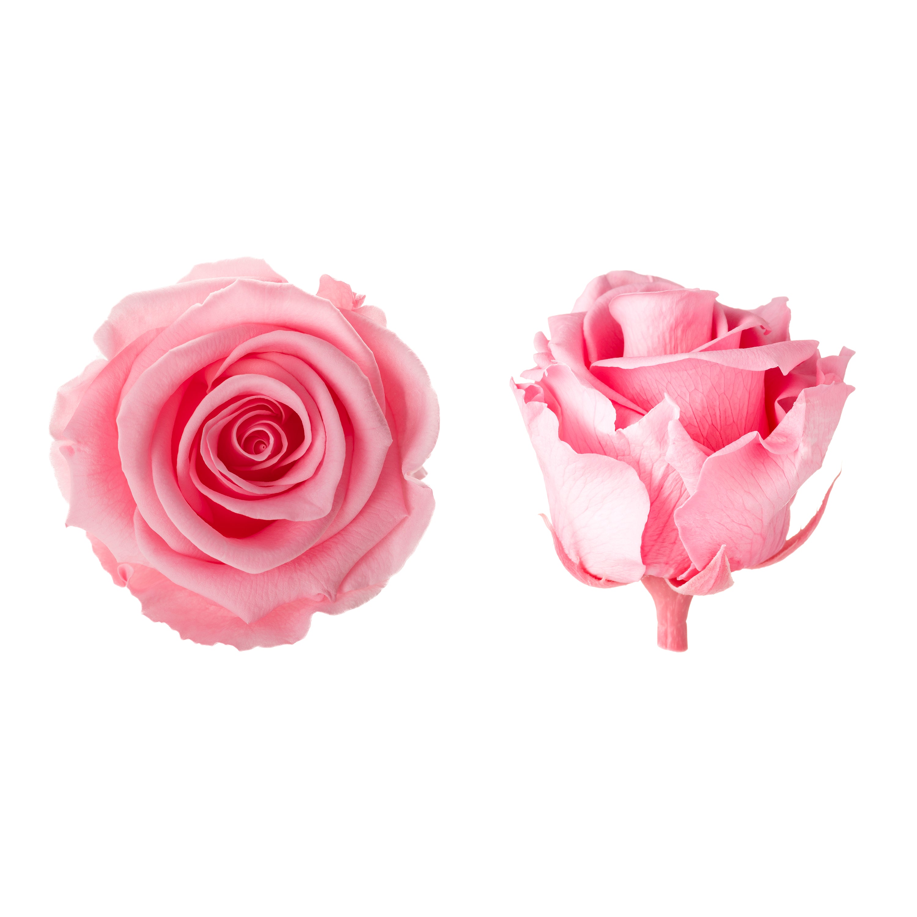 Princess rose heads