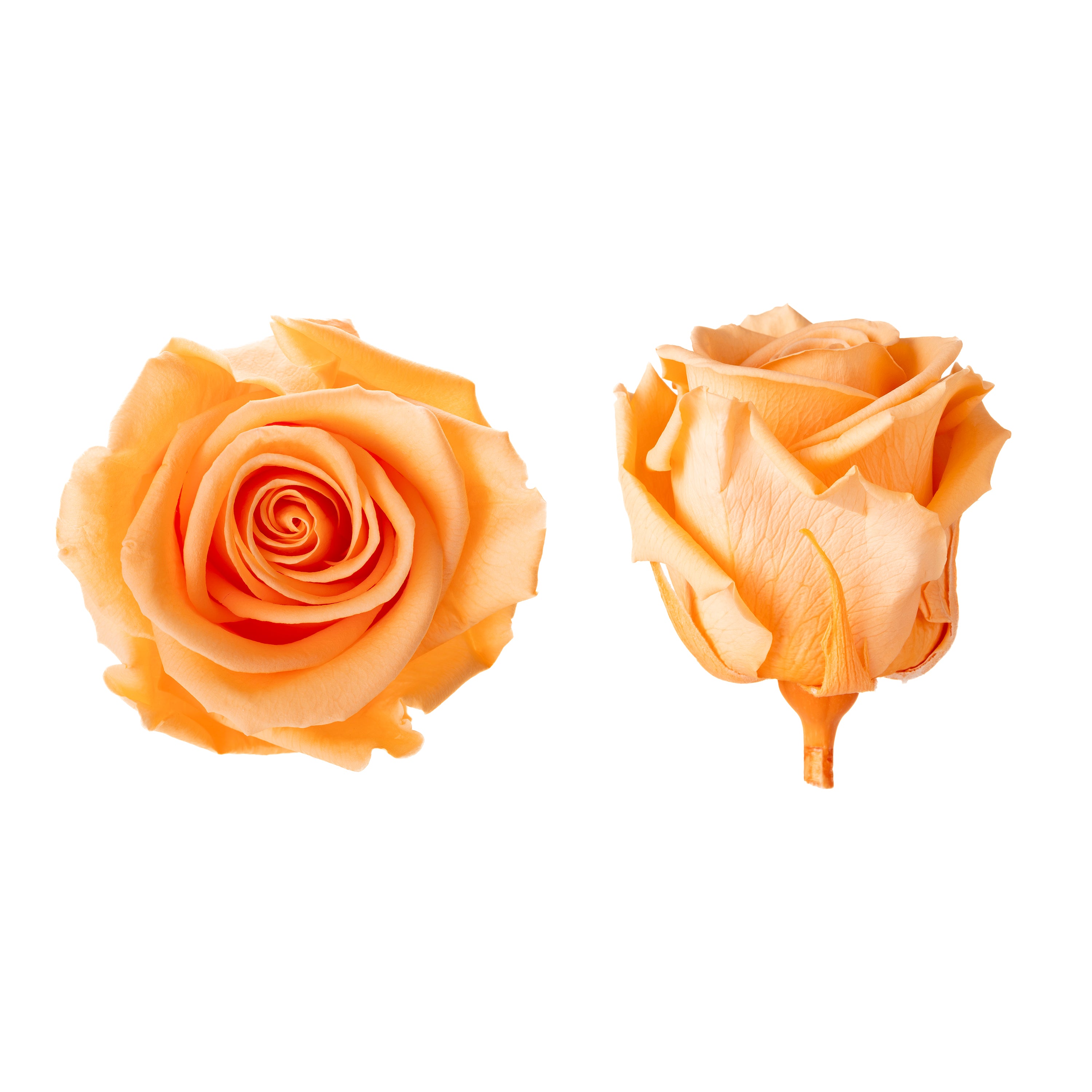 Princess rose heads