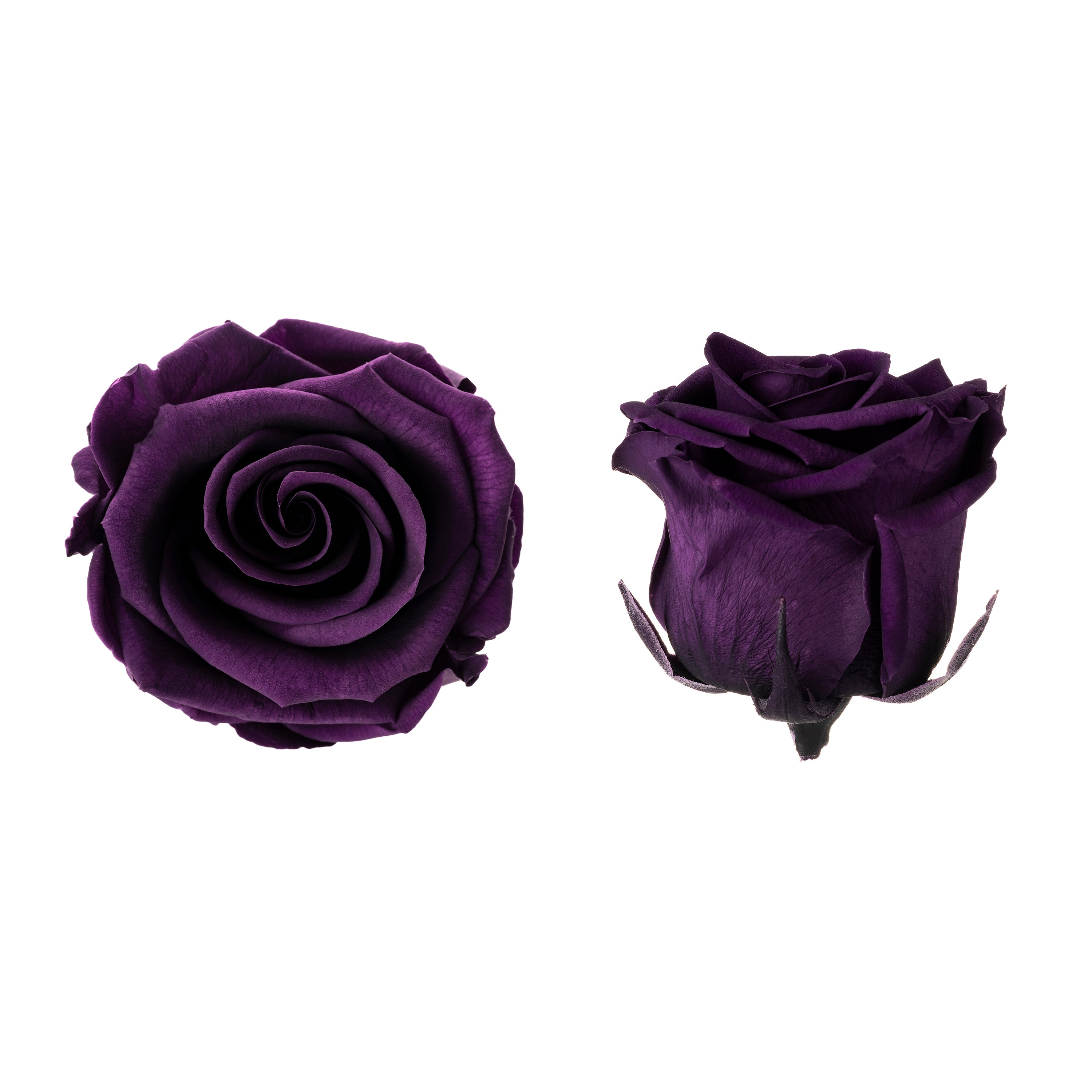 Princess rose heads