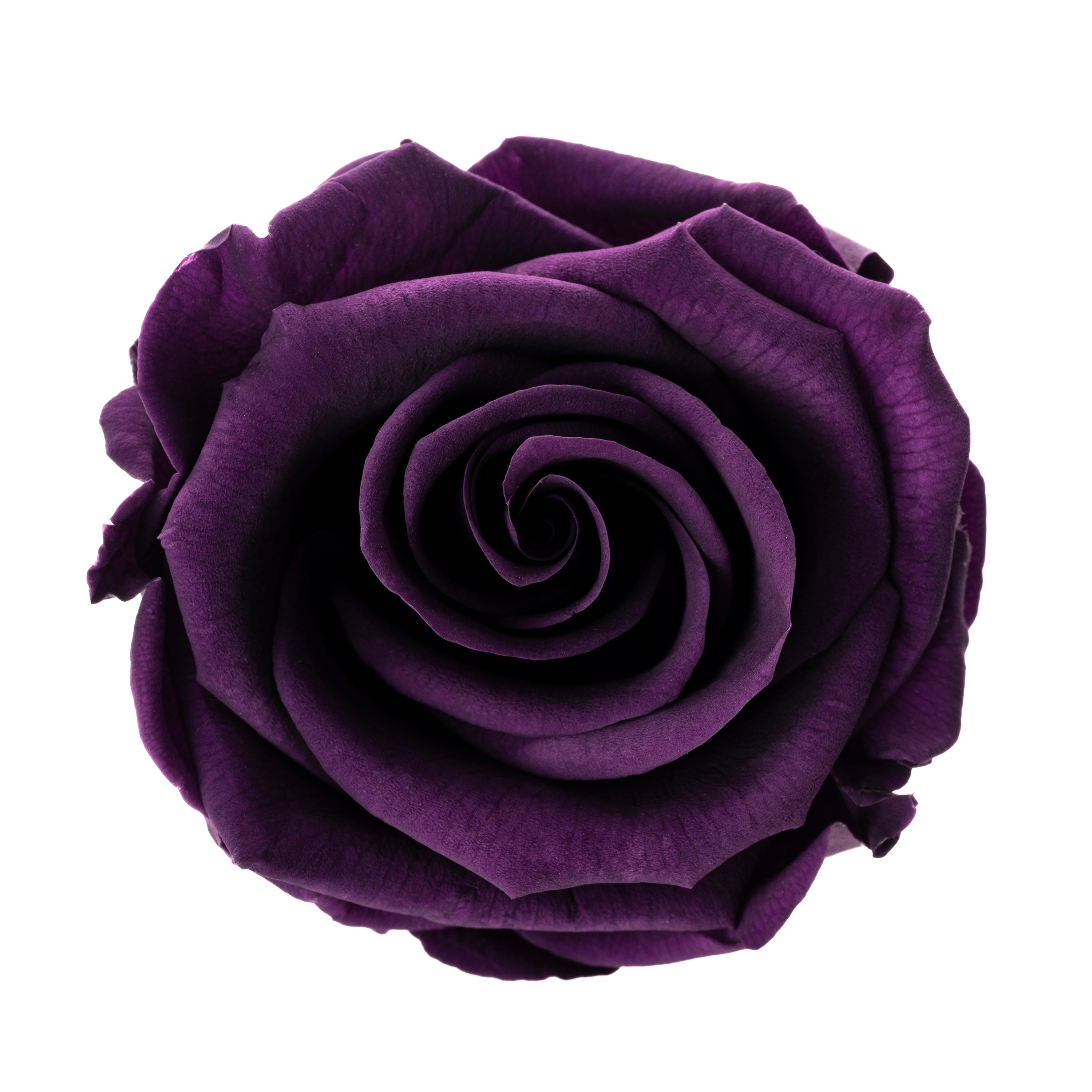 Mini rose heads