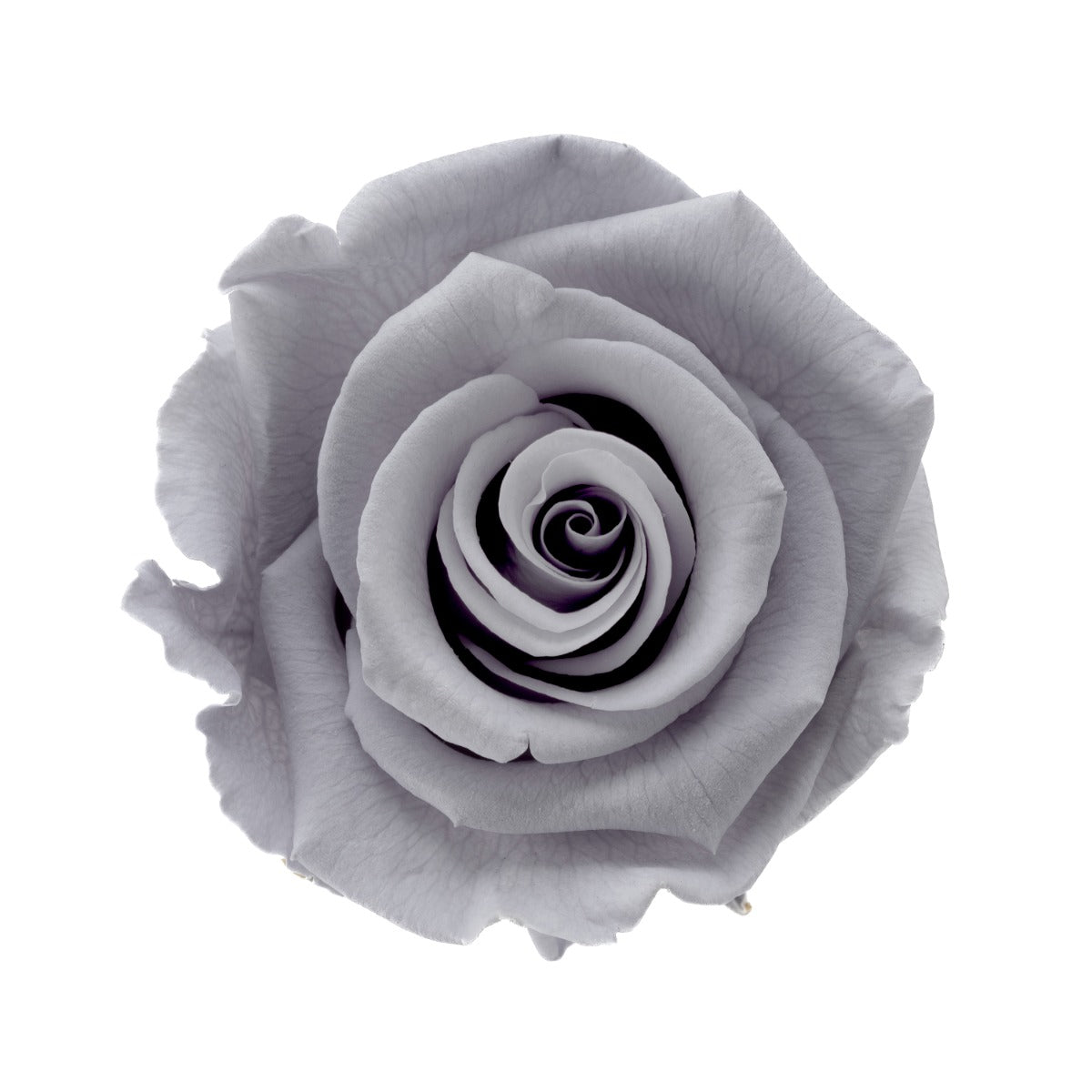 Standard Rose Heads