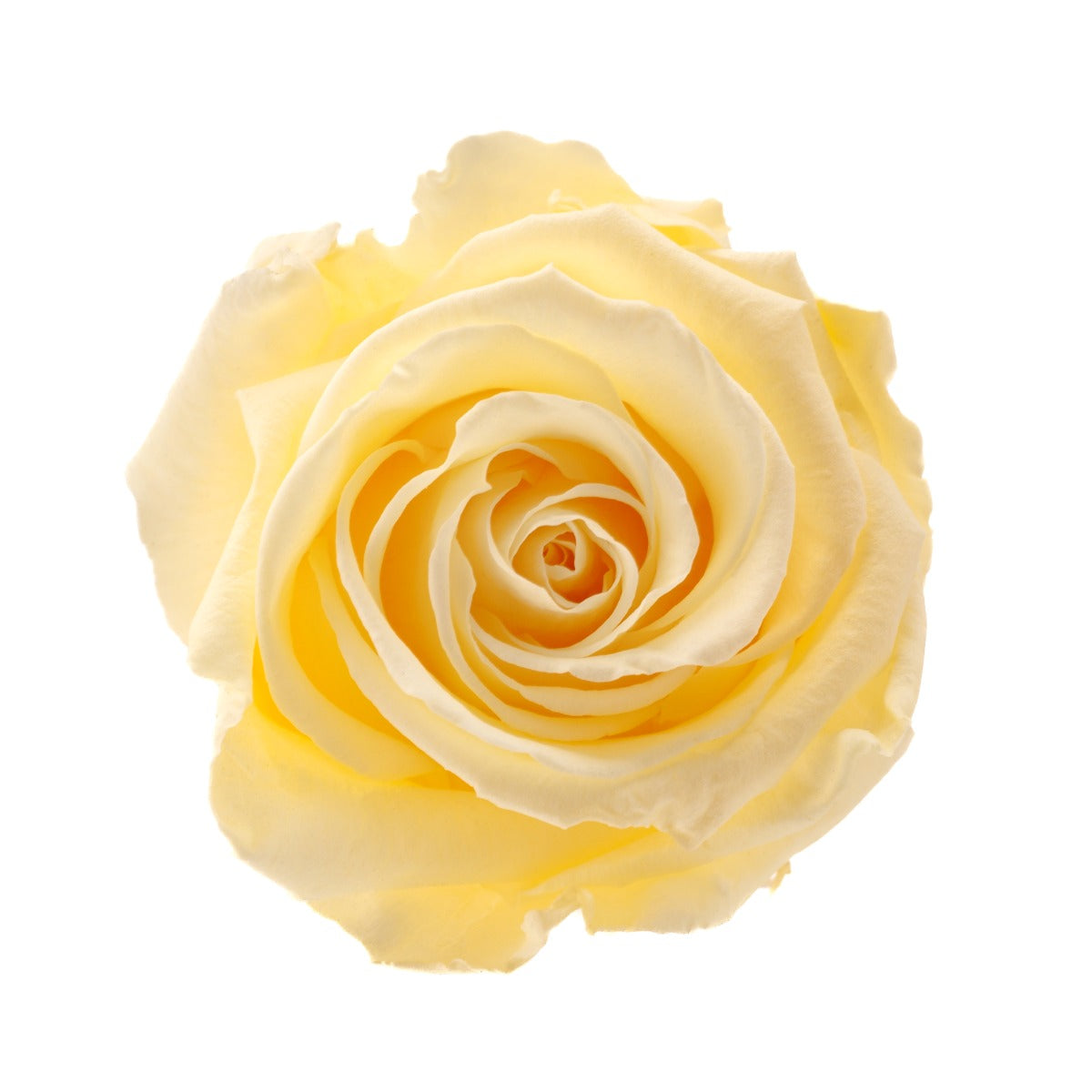 Standard Rose Heads