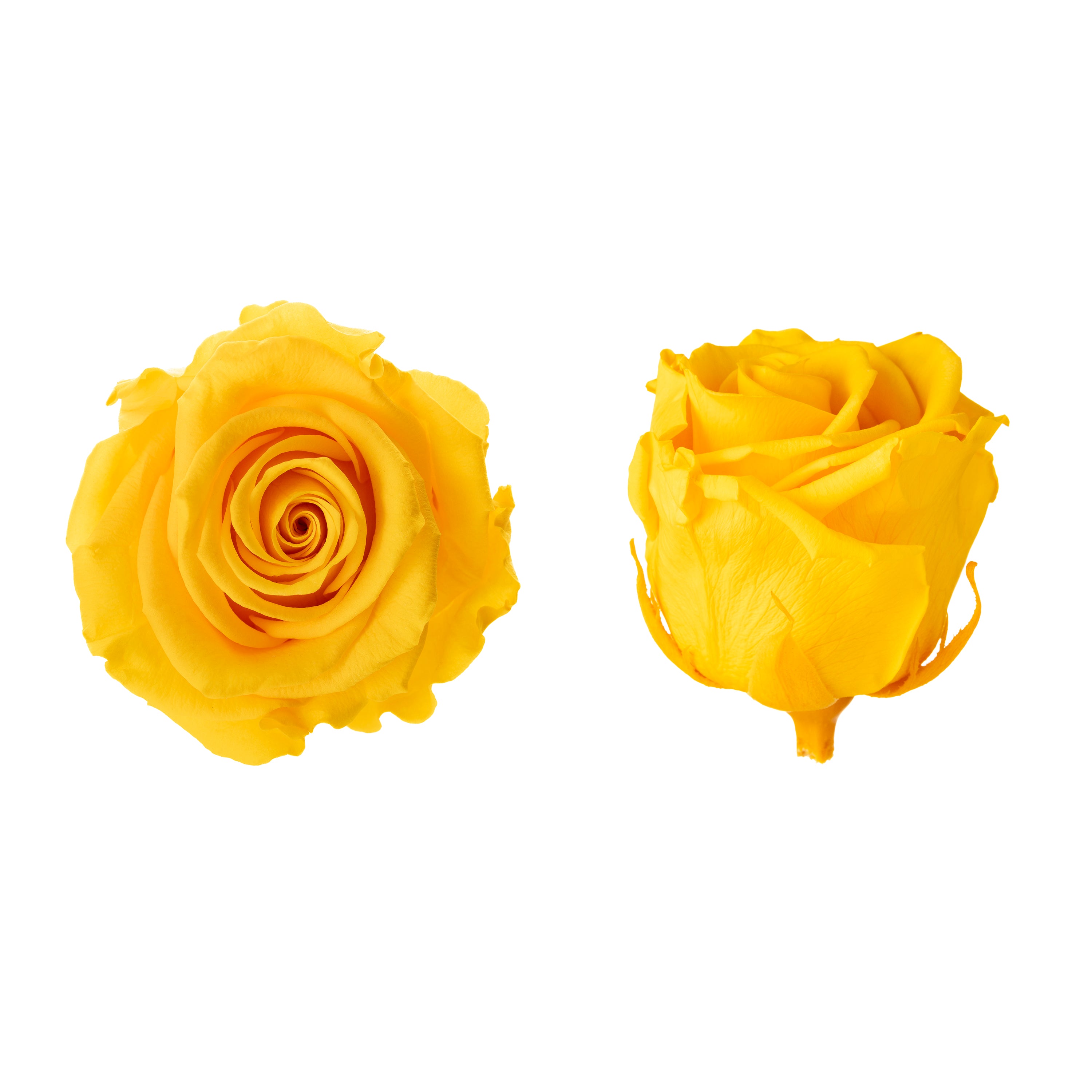Princess rose heads