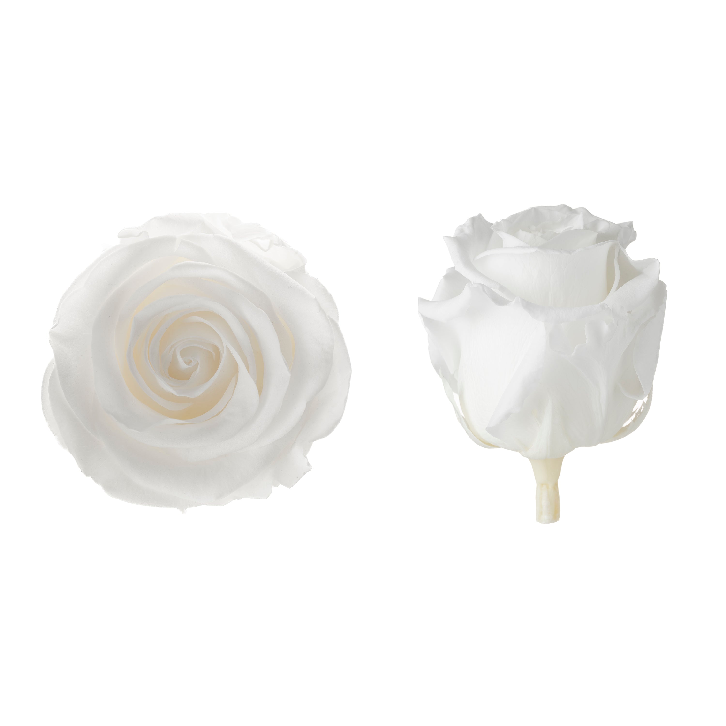 Princess rose heads