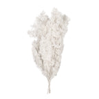 Ming Fern