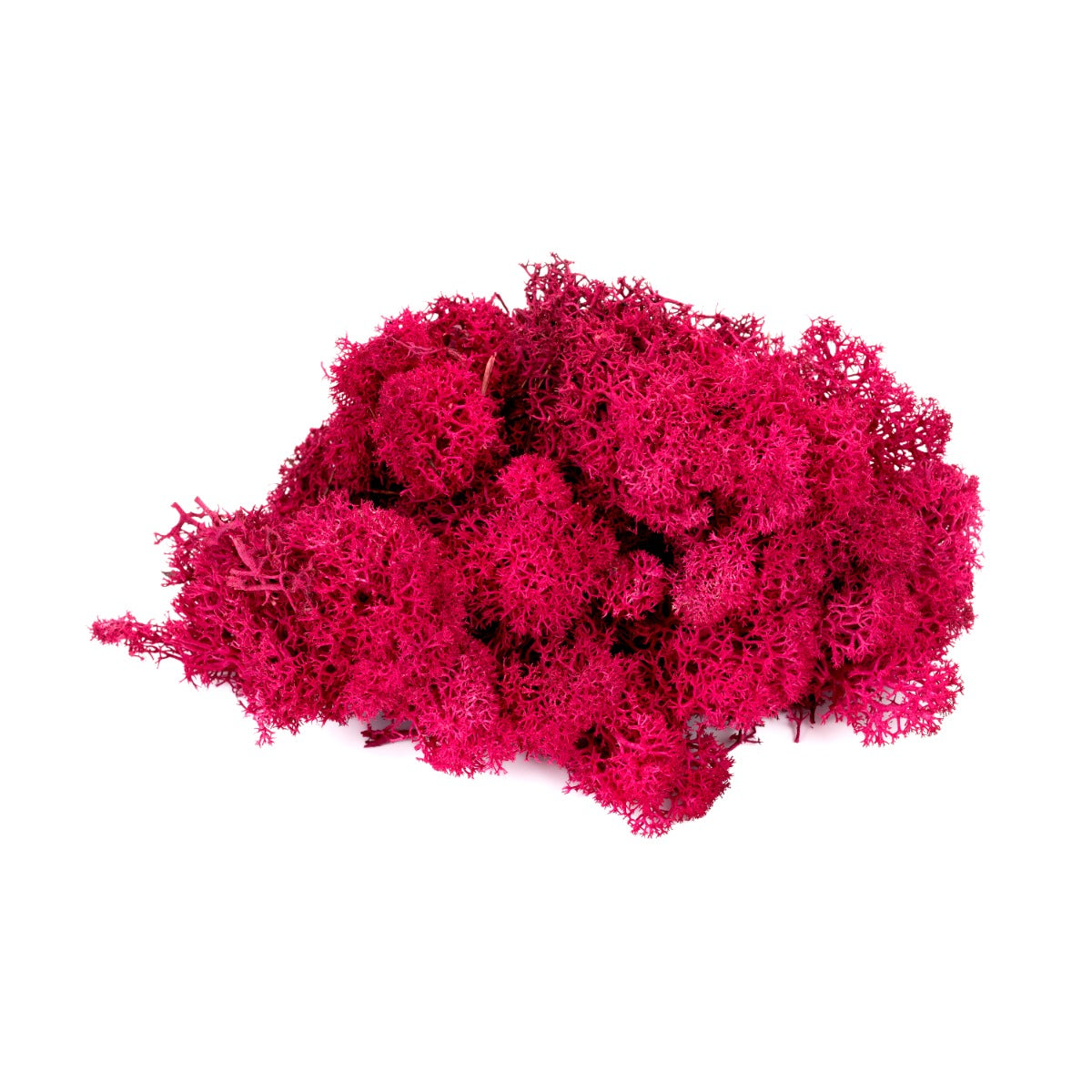 Lichen