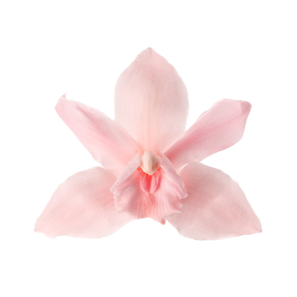 Cymbidium