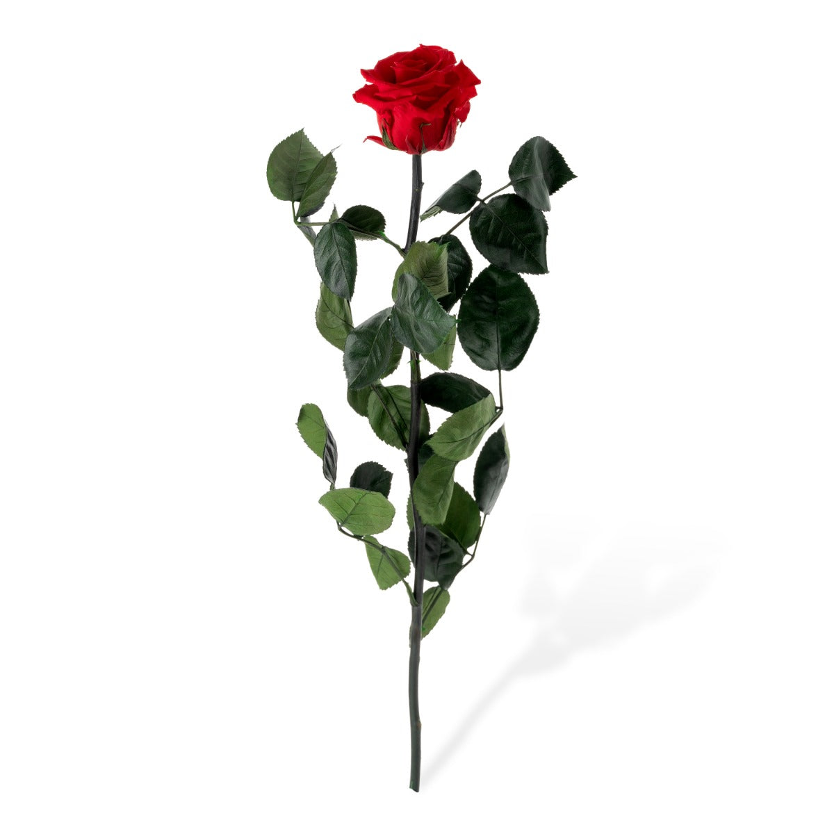 Standard Roses, Loose