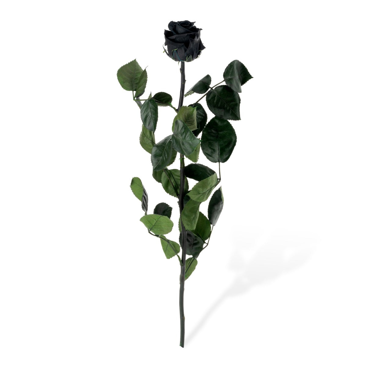 Standard Roses, Loose
