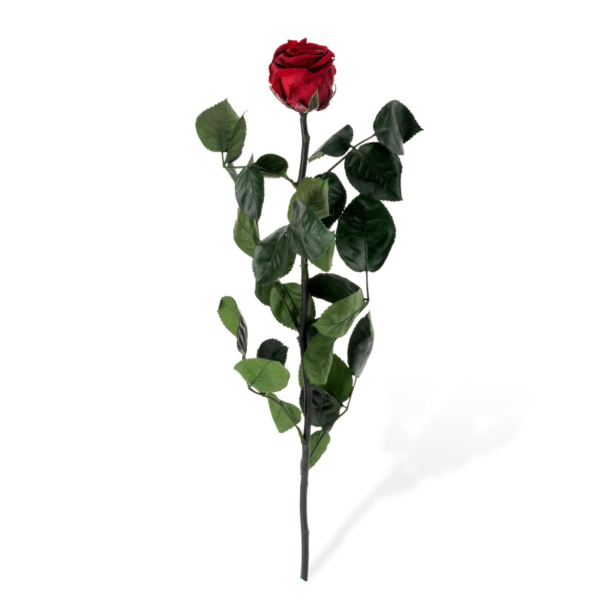 Standard Roses, Loose