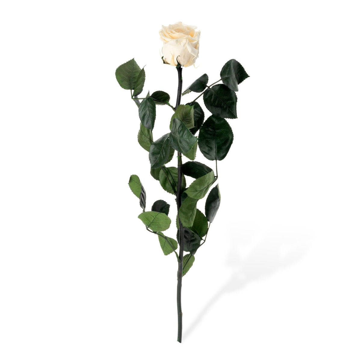 Standard Roses, Loose