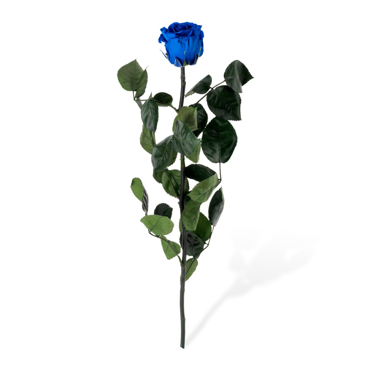 Standard Roses, Loose