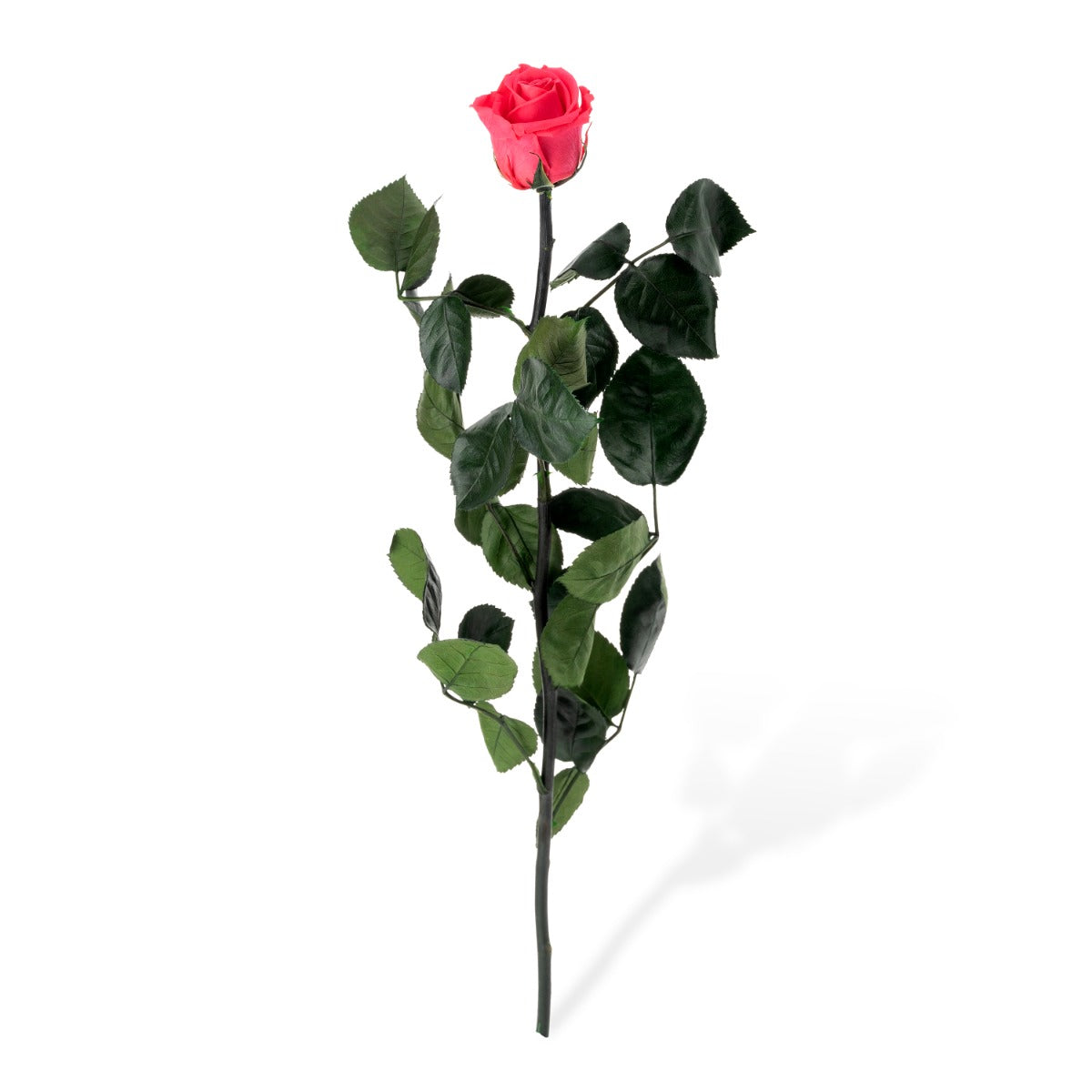 Standard Roses, Loose