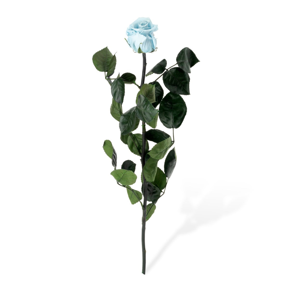 Standard Roses, Loose