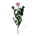 Standard Roses, Loose