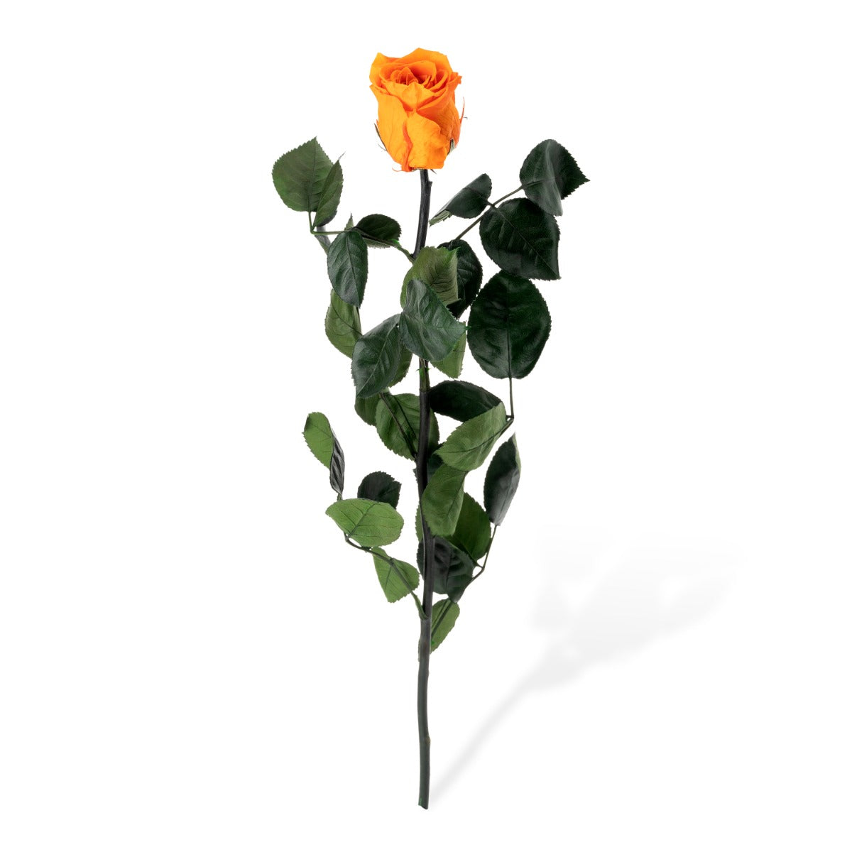 Standard Roses, Loose