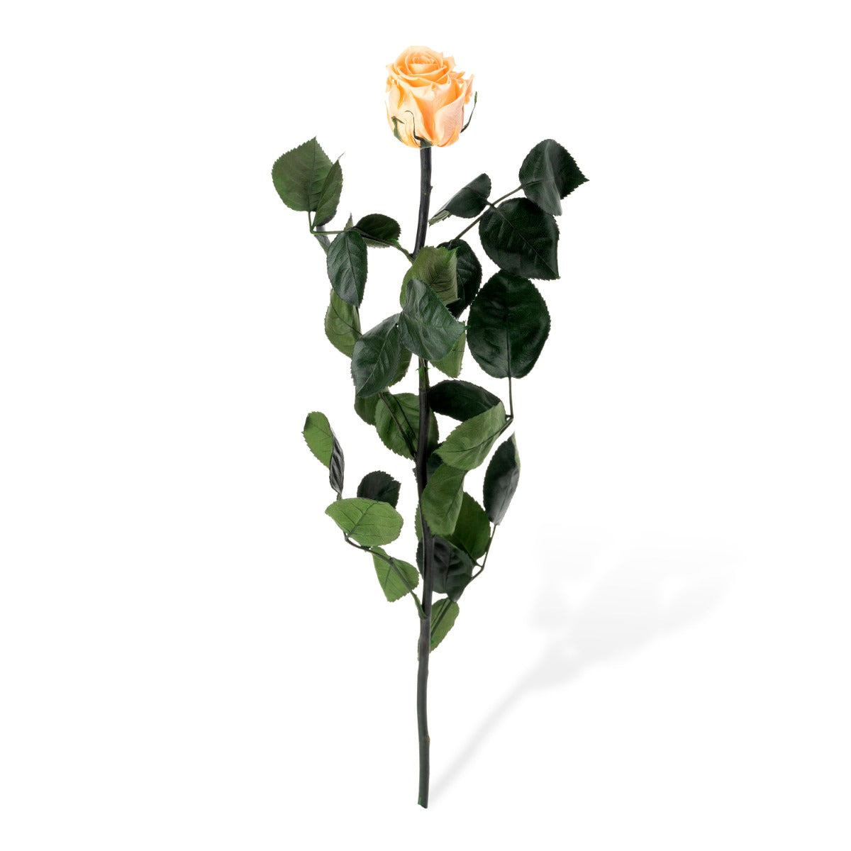 Standard Roses, Loose