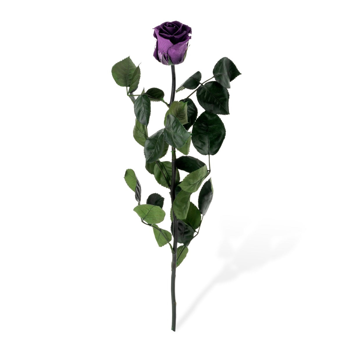 Standard Roses, Loose