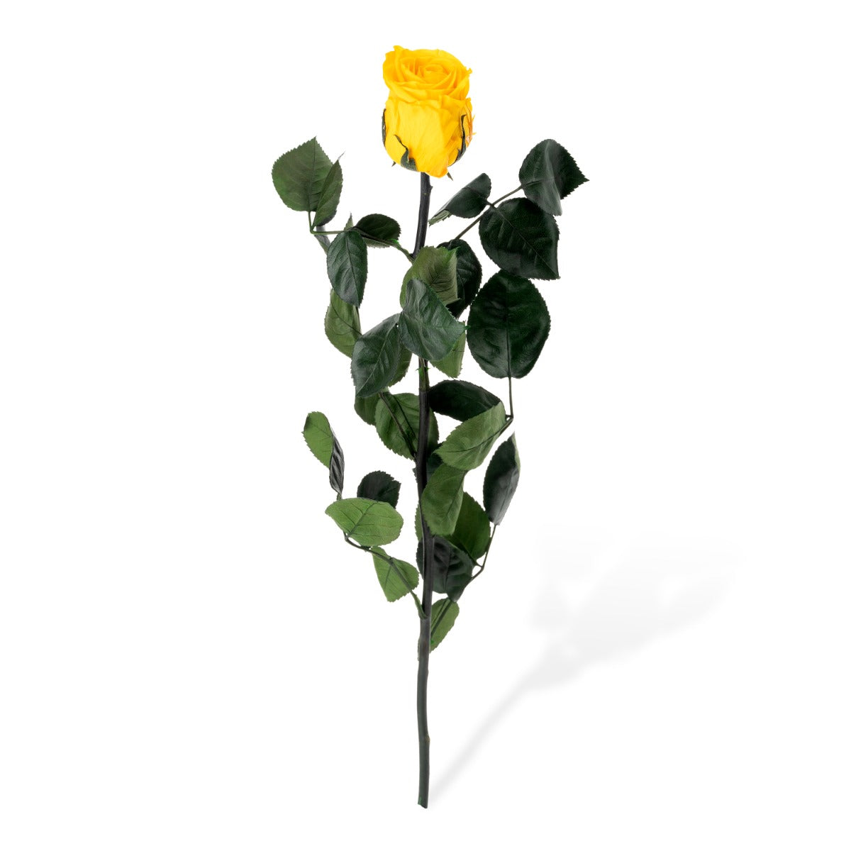 Standard Roses, Loose
