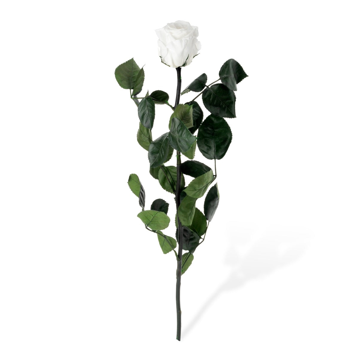 Standard Roses, Loose