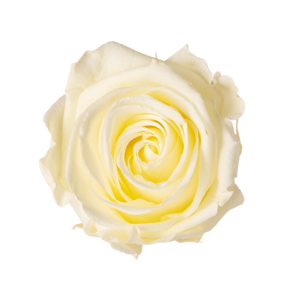 Standard Rose Heads