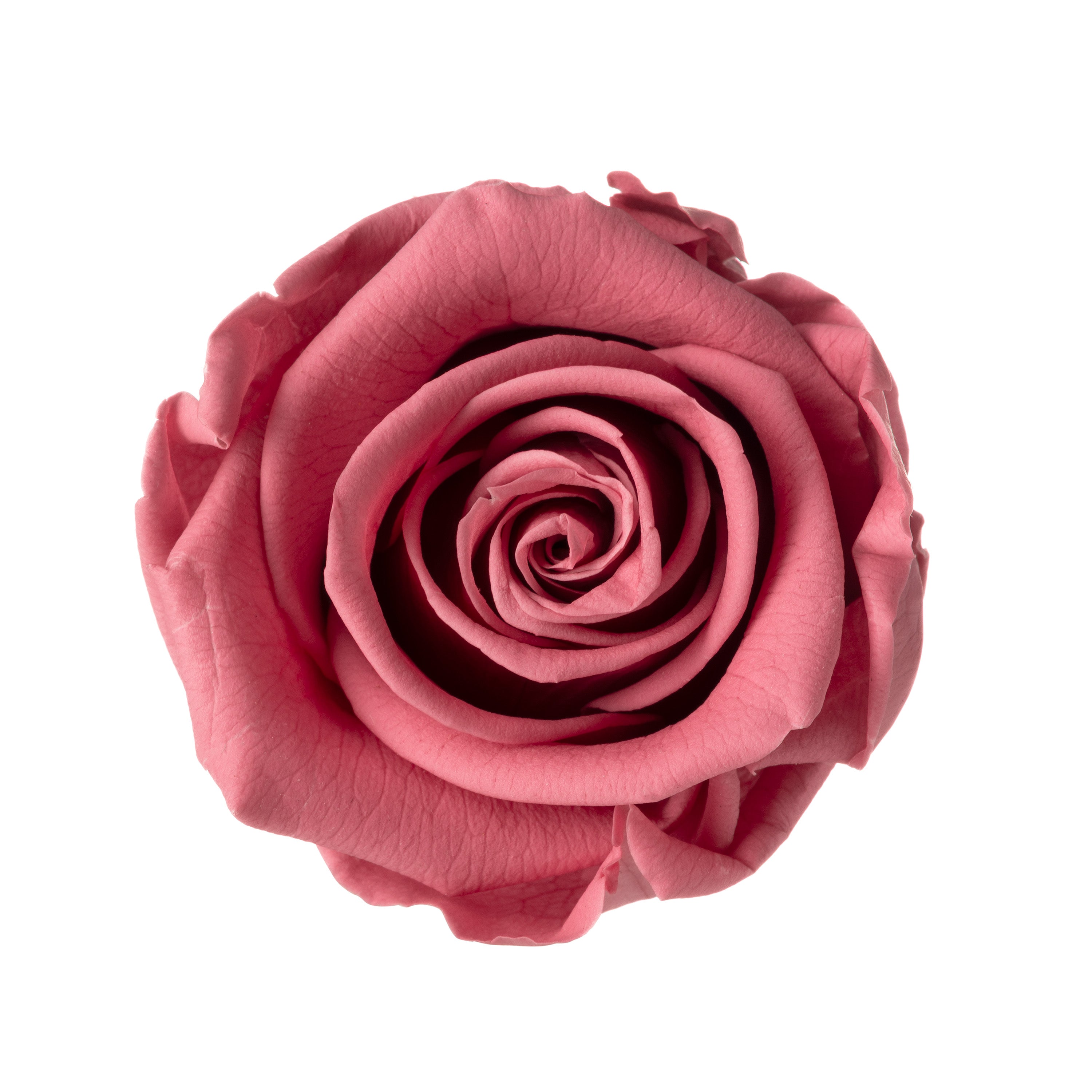 Mini rose heads