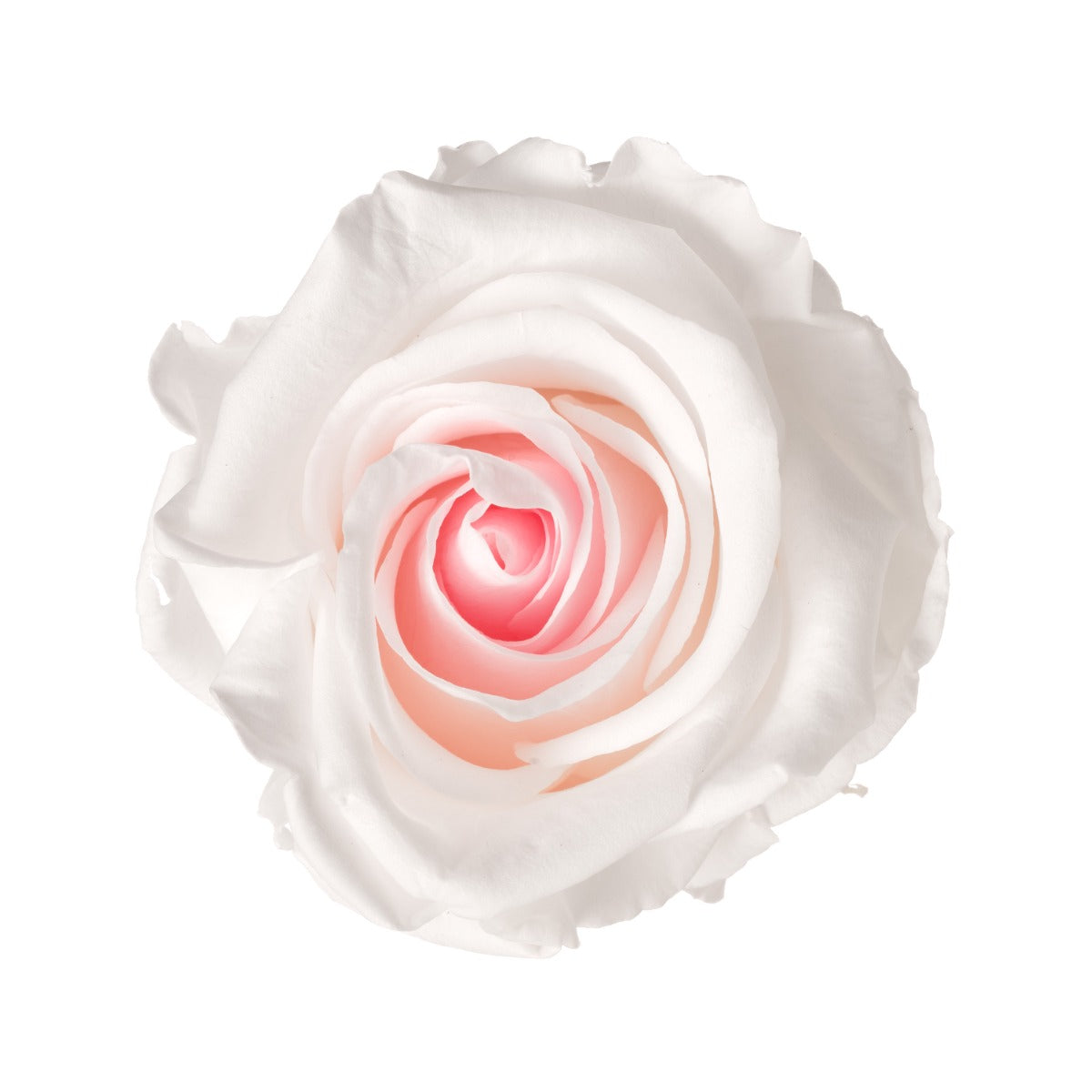 Standard Rose Heads