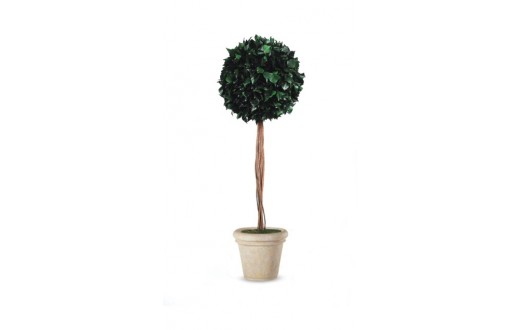 Hedera ball with trunk