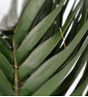 Phoenix palm leaves 