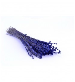 Lavender natural - LVE 0820