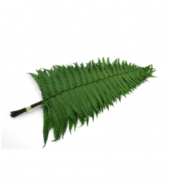 Parchment fern - FPA 0102