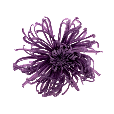 Chrysanthema Anastasia
