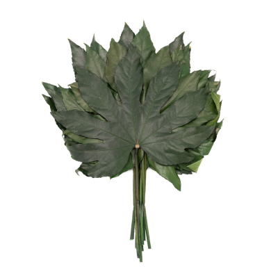 Aralia