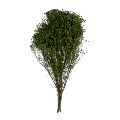 Broom