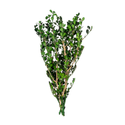 Buxus