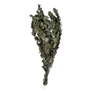 Cinerea
