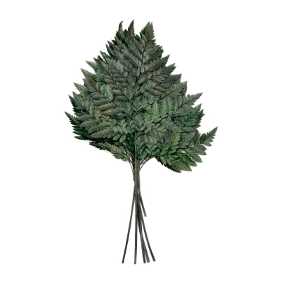 Cuire Fern