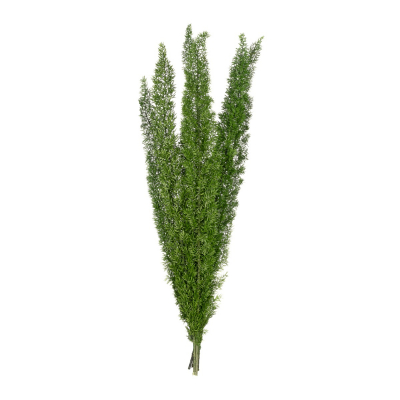 Foxtail