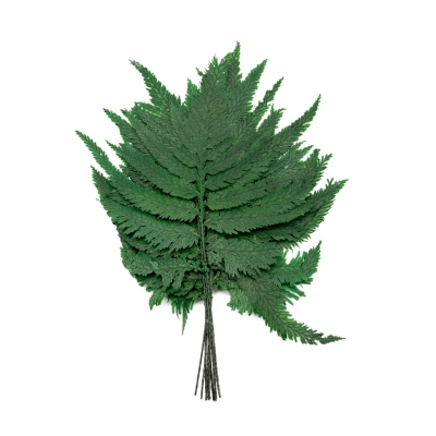 Plume Fern