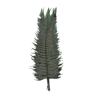 Rock Fern