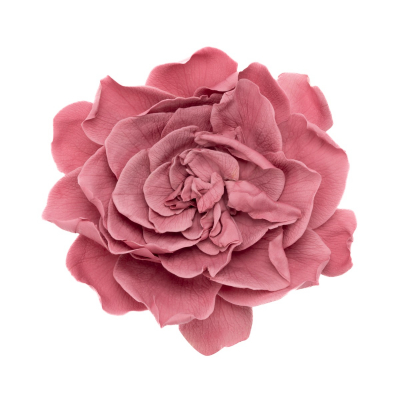 Gardenia