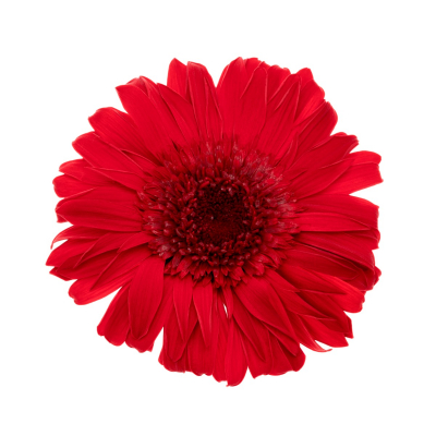 Gerbera