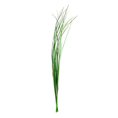 Ginerium