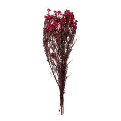 Helychrisum